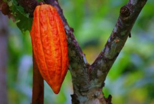 cacao